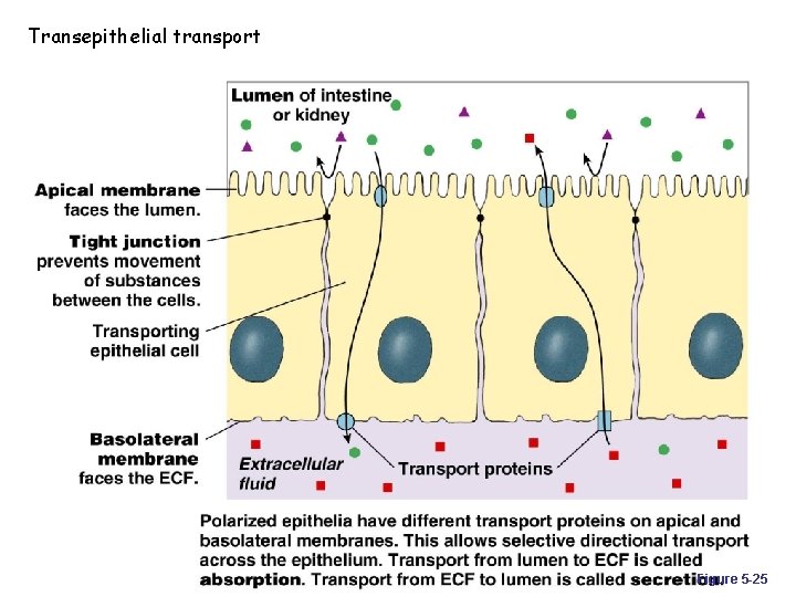 Transepithelial transport Figure 5 -25 