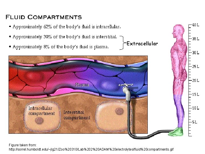 Extracellular Figure taken from: http: //sorrel. humboldt. edu/~jlg 21/Zoo%20310/Lab%202%20 ADAM%20 electrolytes/fluid%20 compartments. gif 