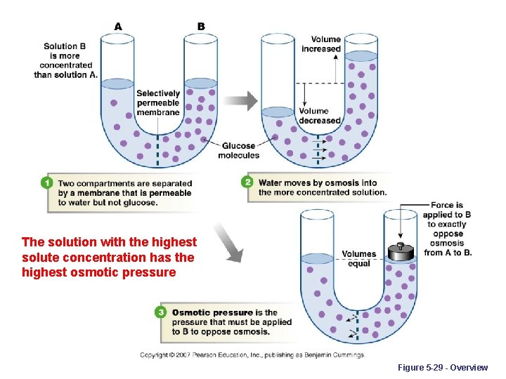The solution with the highest solute concentration has the highest osmotic pressure Figure 5