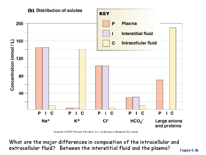 What are the major differences in composition of the intracellular and extracellular fluid? Between