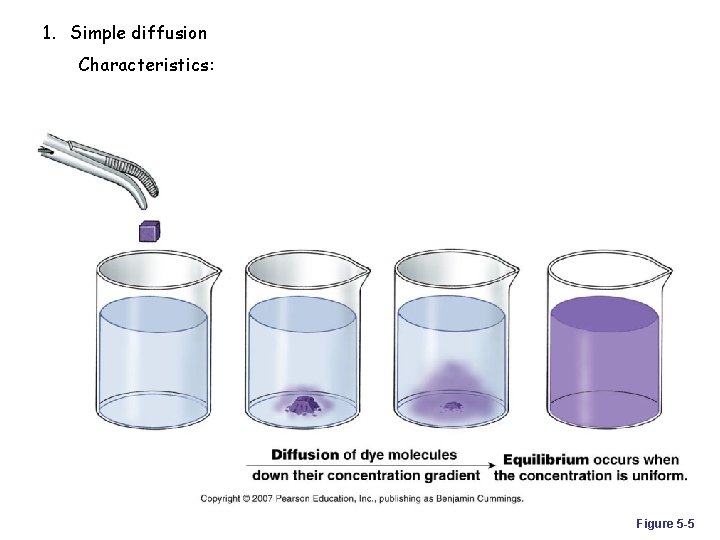 1. Simple diffusion Characteristics: Figure 5 -5 