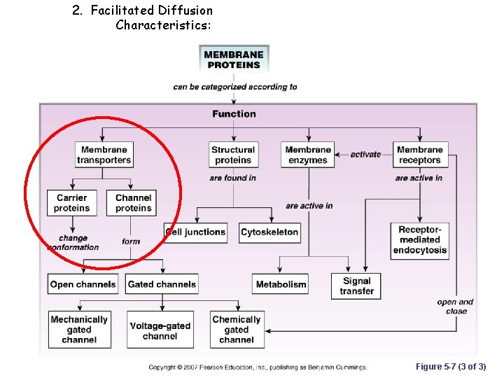 2. Facilitated Diffusion Characteristics: Figure 5 -7 (3 of 3) 