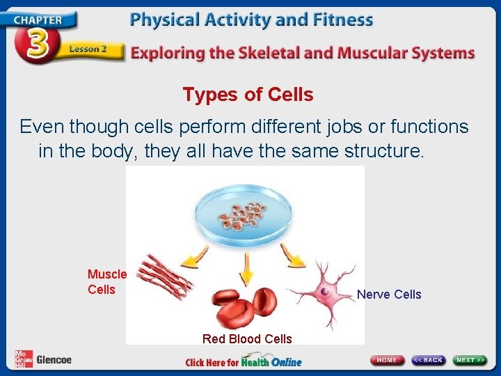 Types of Cells Even though cells perform different jobs or functions in the body,