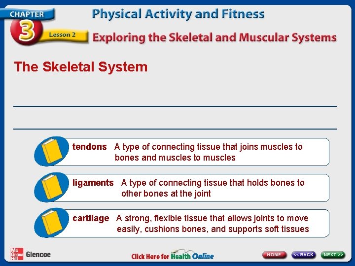 The Skeletal System __________________________________________ tendons A type of connecting tissue that joins muscles to