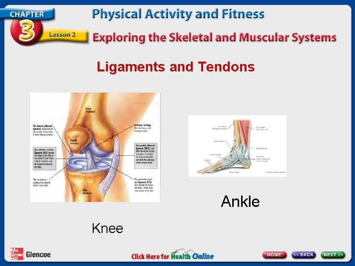 Ligaments and Tendons Ankle Knee 