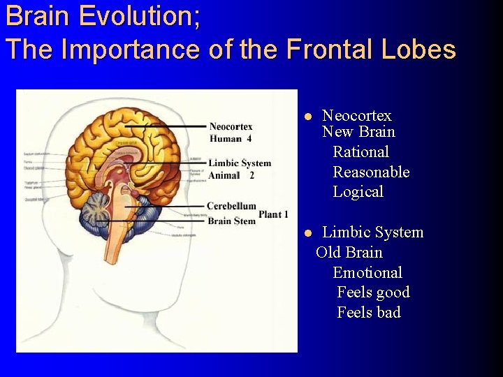 Brain Evolution; The Importance of the Frontal Lobes l l Neocortex New Brain Rational