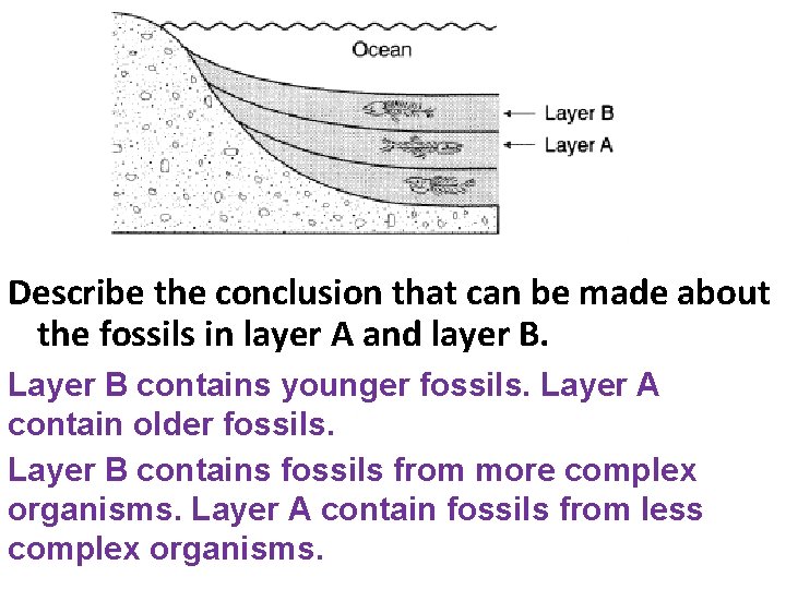 Describe the conclusion that can be made about the fossils in layer A and