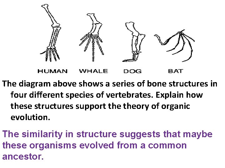 The diagram above shows a series of bone structures in four different species of