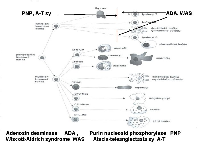 PNP, A-T sy Adenosin deaminase ADA , Wiscott-Aldrich syndrome WAS ADA, WAS Purin nucleosid