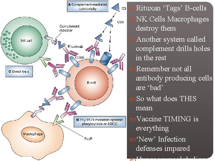  Rituxan ‘Tags’ B-cells NK Cells Macrophages destroy them Another system called complement drills