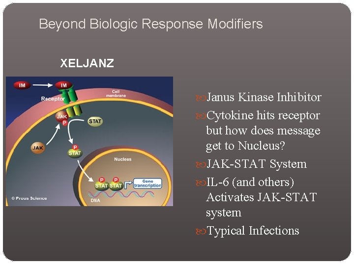 Beyond Biologic Response Modifiers XELJANZ Janus Kinase Inhibitor Cytokine hits receptor but how does