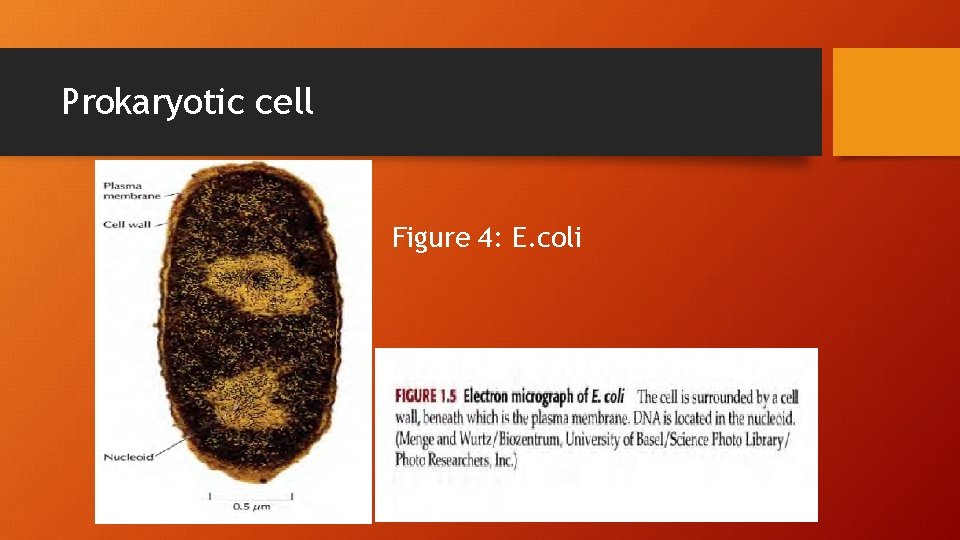Prokaryotic cell Figure 4: E. coli 