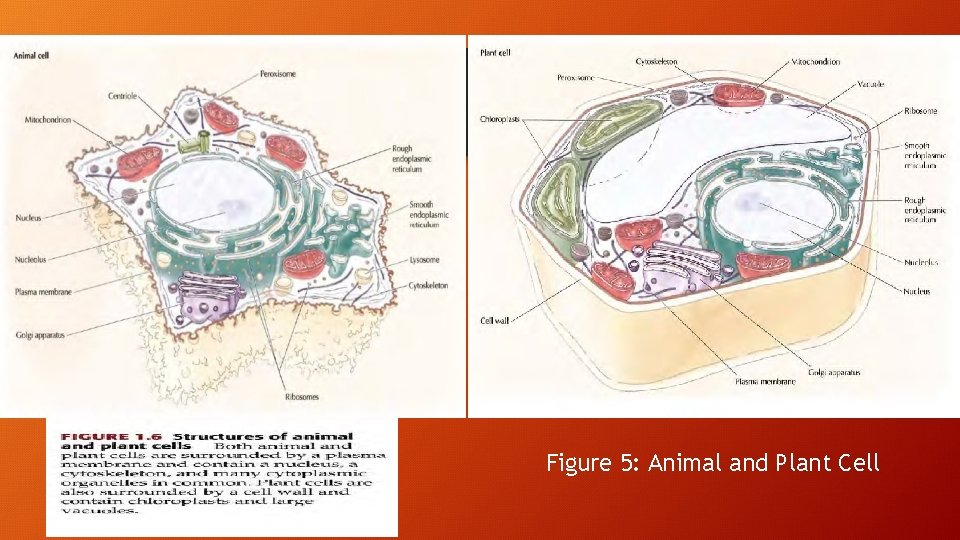 Figure 5: Animal and Plant Cell 