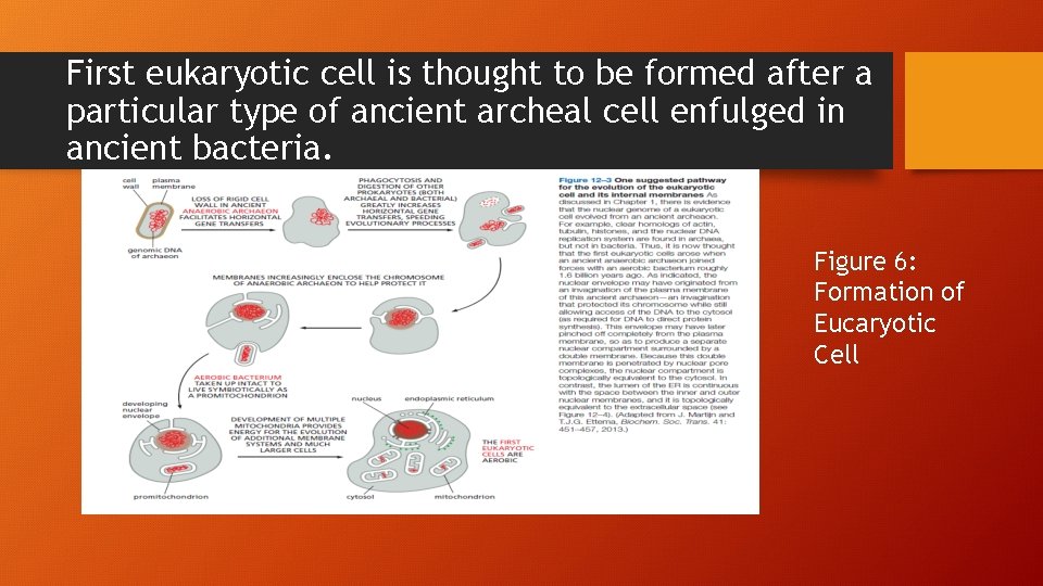 First eukaryotic cell is thought to be formed after a particular type of ancient