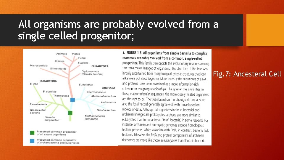 All organisms are probably evolved from a single celled progenitor; Fig. 7: Ancesteral Cell