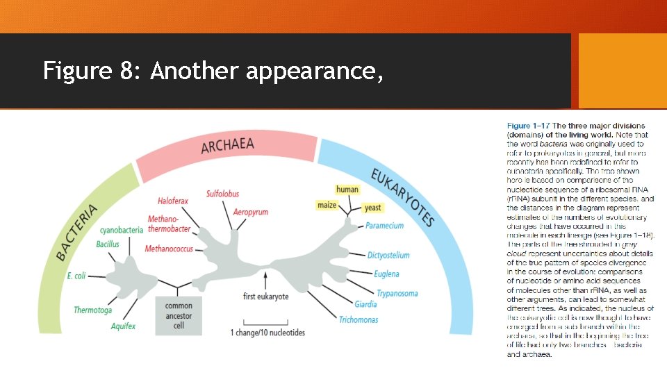 Figure 8: Another appearance, 