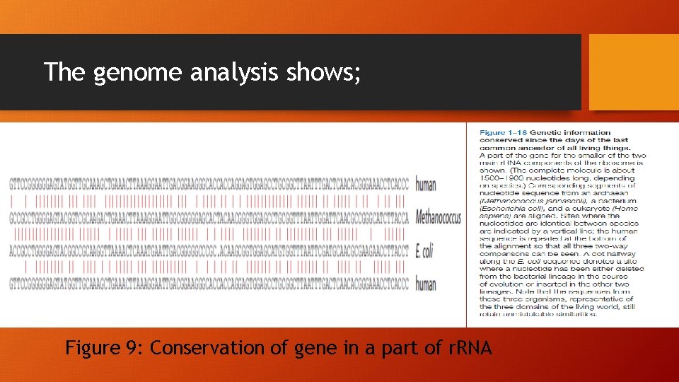 The genome analysis shows; Figure 9: Conservation of gene in a part of r.