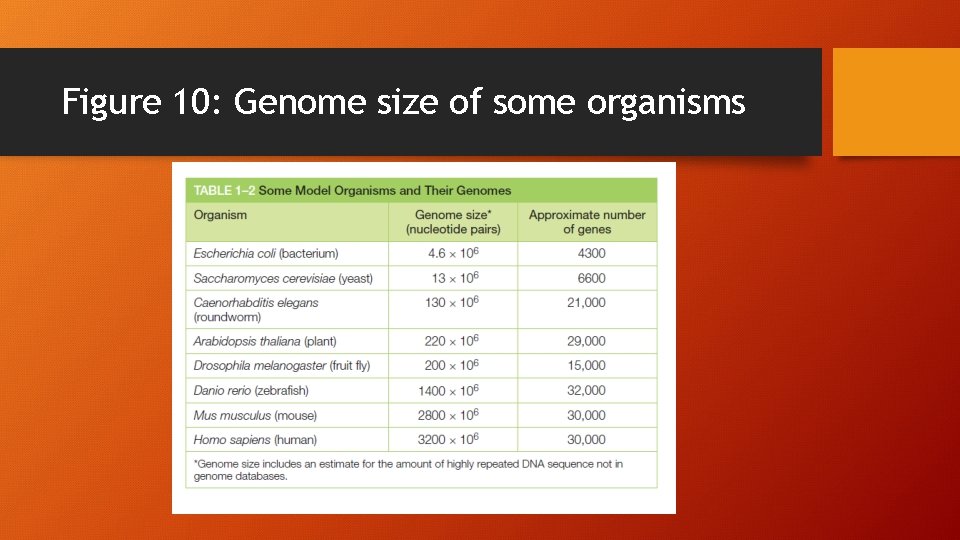 Figure 10: Genome size of some organisms 