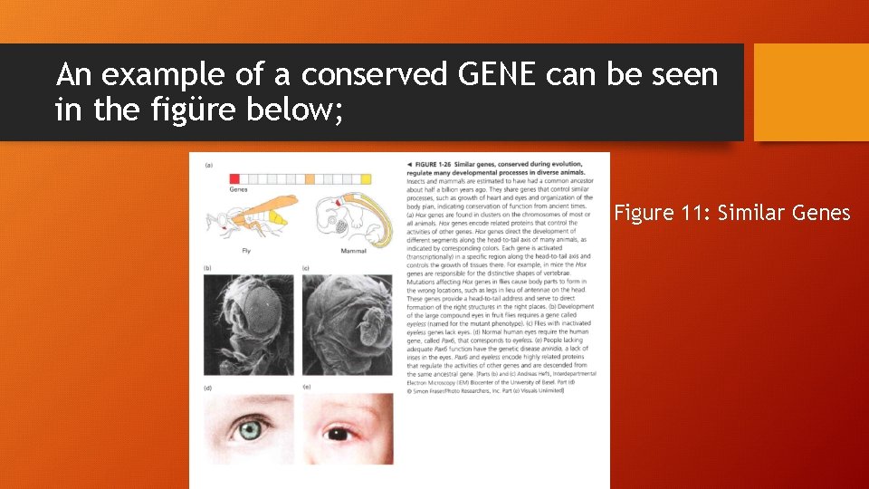 An example of a conserved GENE can be seen in the figüre below; Figure