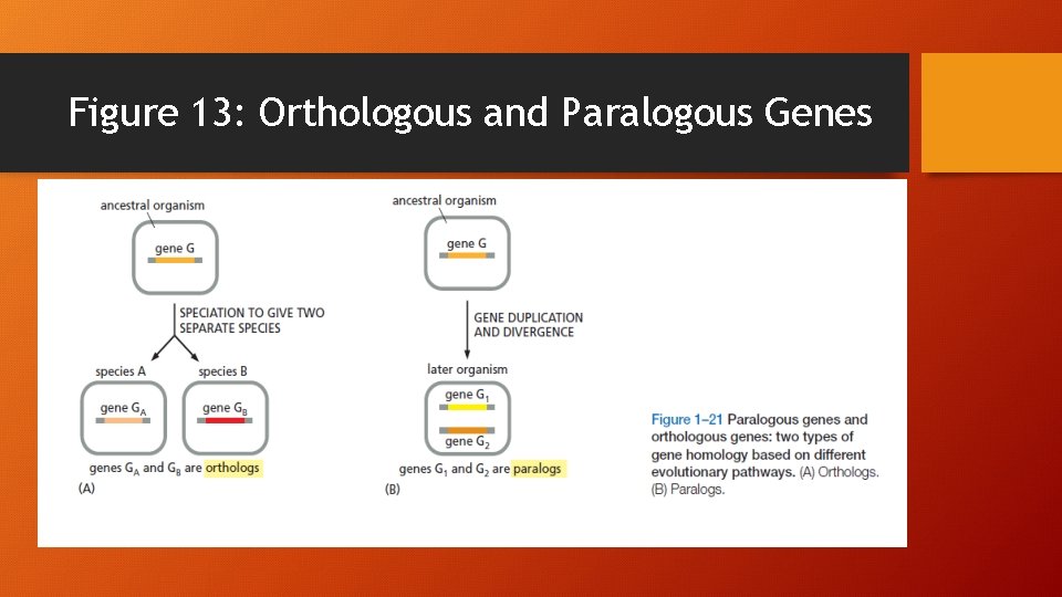 Figure 13: Orthologous and Paralogous Genes 