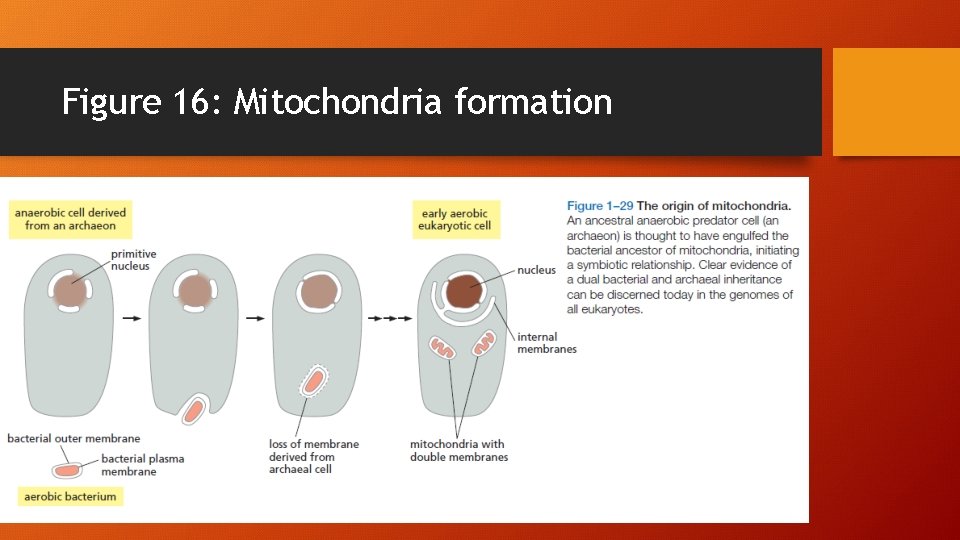 Figure 16: Mitochondria formation 