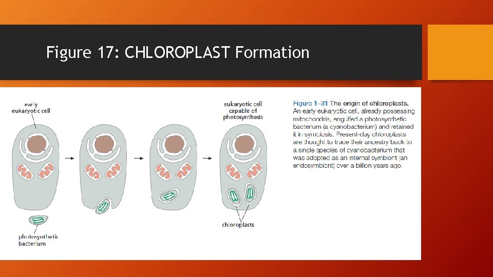 Figure 17: CHLOROPLAST Formation 