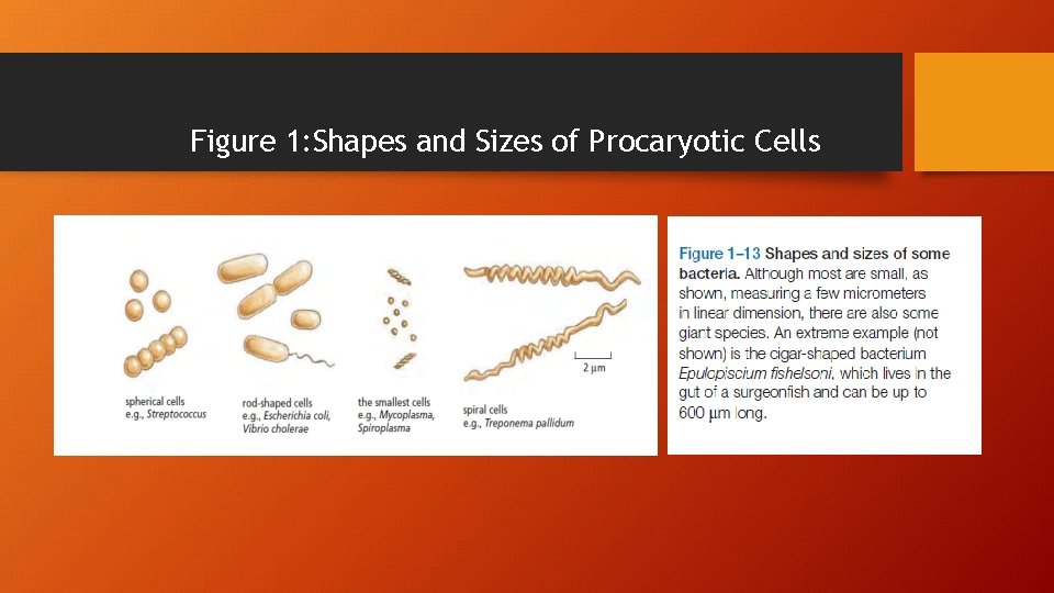 Figure 1: Shapes and Sizes of Procaryotic Cells 