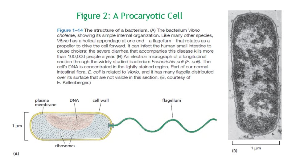 Figure 2: A Procaryotic Celli 