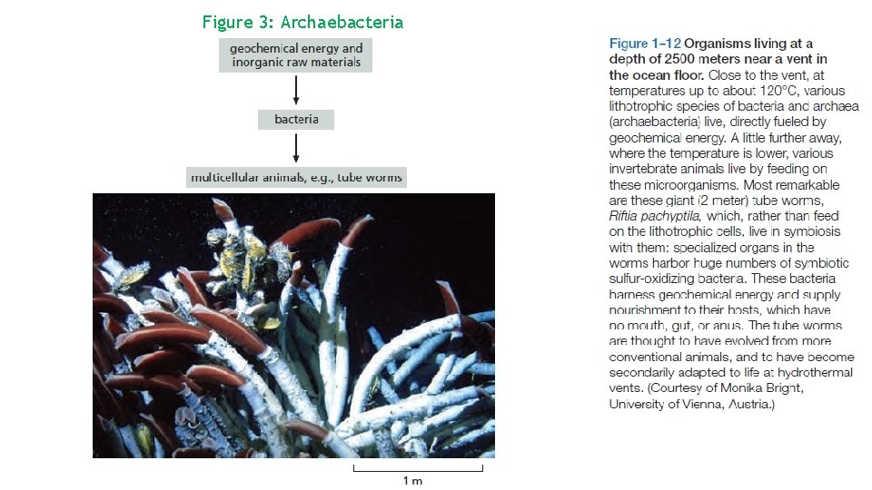 Figure 3: Archaebacteriai 