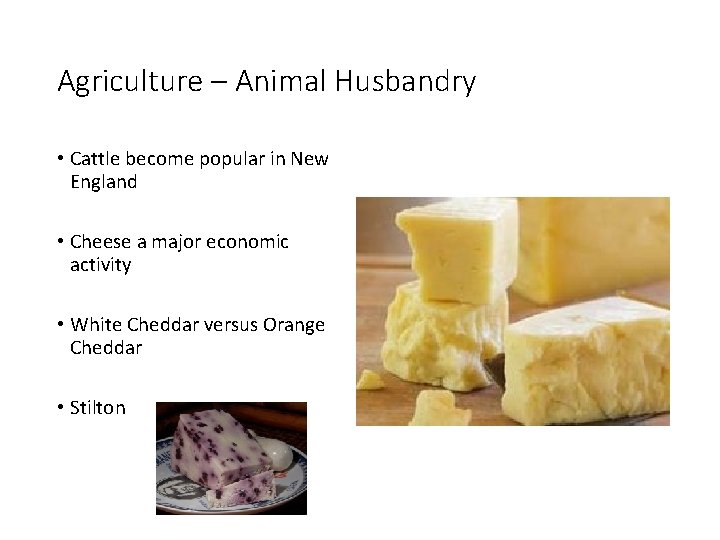 Agriculture – Animal Husbandry • Cattle become popular in New England • Cheese a