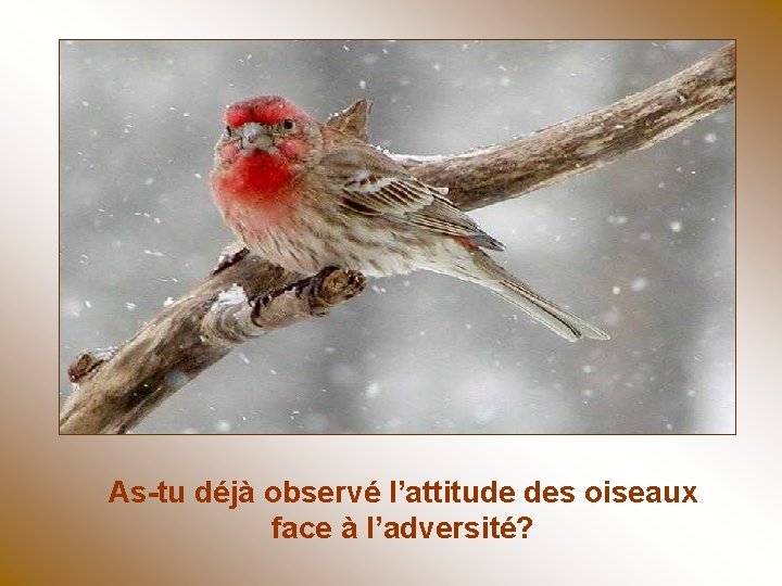 As-tu déjà observé l’attitude des oiseaux face à l’adversité? 