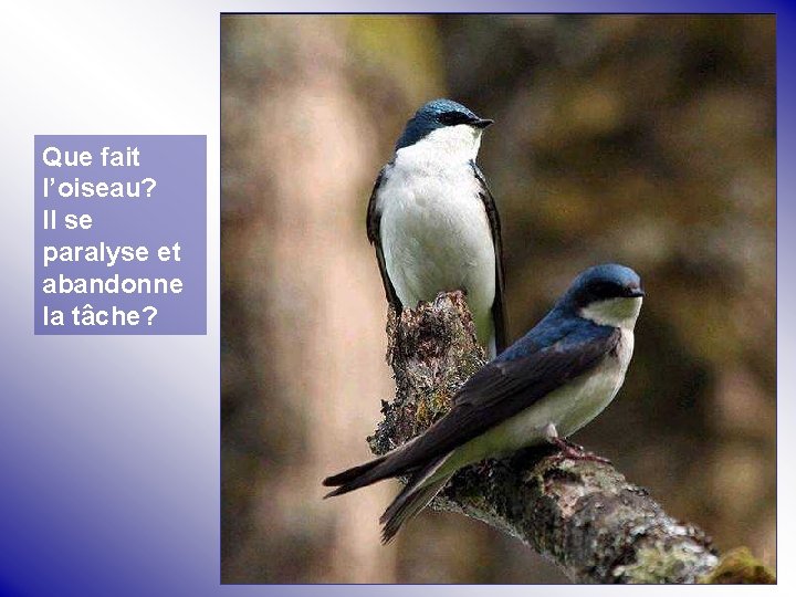 Que fait l’oiseau? Il se paralyse et abandonne la tâche? 