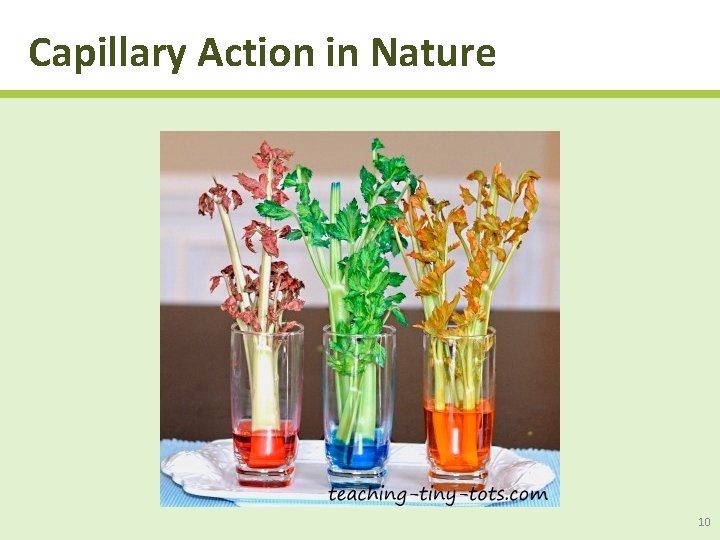 Capillary Action in Nature 10 