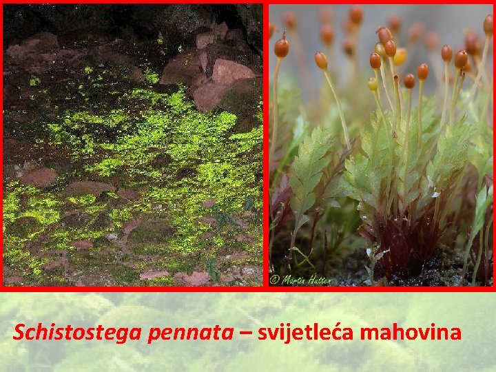Schistostega pennata – svijetleća mahovina 