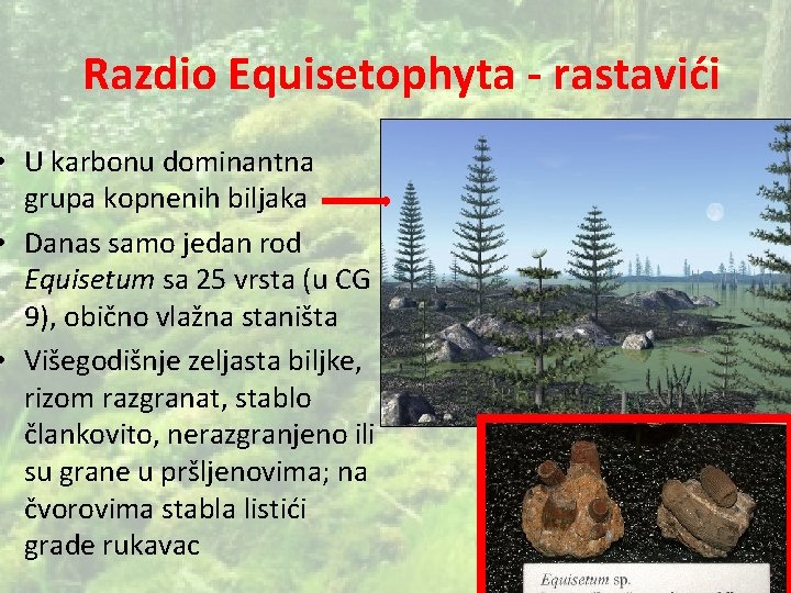 Razdio Equisetophyta - rastavići • U karbonu dominantna grupa kopnenih biljaka • Danas samo