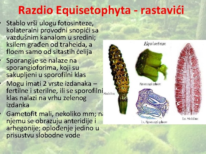 Razdio Equisetophyta - rastavići • Stablo vrši ulogu fotosinteze, kolateralni provodni snopići sa vazdušnim