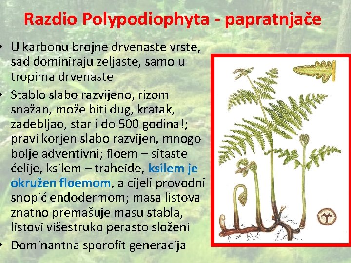 Razdio Polypodiophyta - papratnjače • U karbonu brojne drvenaste vrste, sad dominiraju zeljaste, samo