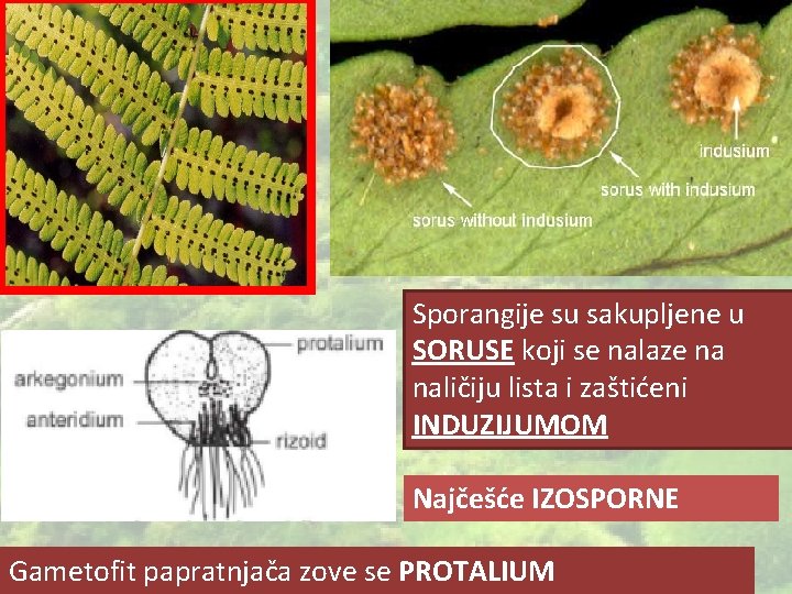Sporangije su sakupljene u SORUSE koji se nalaze na naličiju lista i zaštićeni INDUZIJUMOM