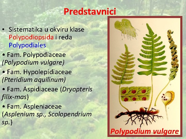 Predstavnici • Sistematika u okviru klase Polypodiopsida i reda Polypodiales • Fam. Polypodiaceae (Polypodium