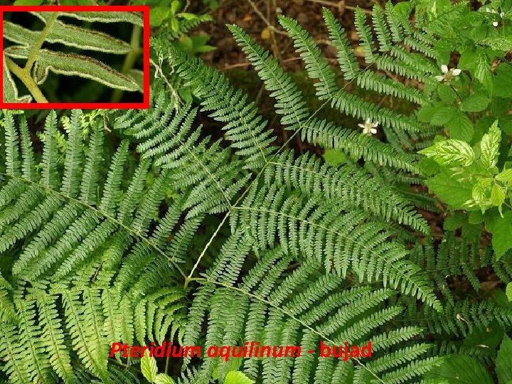 Pteridium aquilinum - bujad 