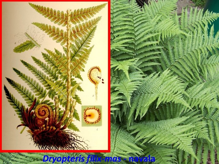 Dryopteris filix-mas - navala 