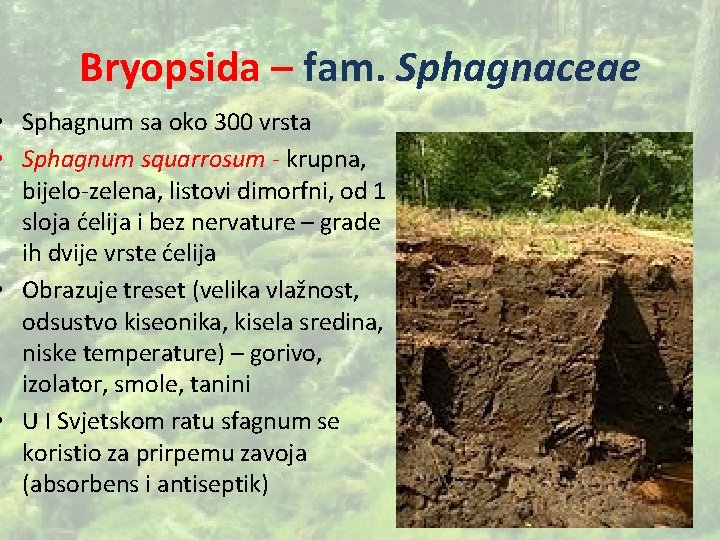 Bryopsida – fam. Sphagnaceae • Sphagnum sa oko 300 vrsta • Sphagnum squarrosum -