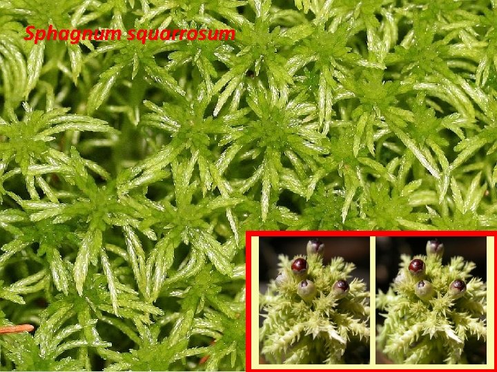 Sphagnum squarrosum 