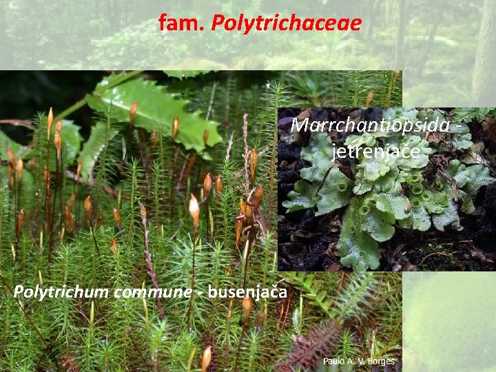 fam. Polytrichaceae Marrchantiopsida jetrenjače Polytrichum commune - busenjača 
