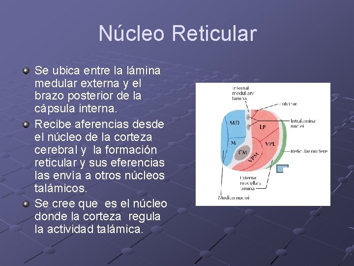 Núcleo Reticular Se ubica entre la lámina medular externa y el brazo posterior de