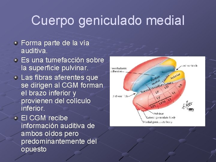 Cuerpo geniculado medial Forma parte de la vía auditiva. Es una tumefacción sobre la