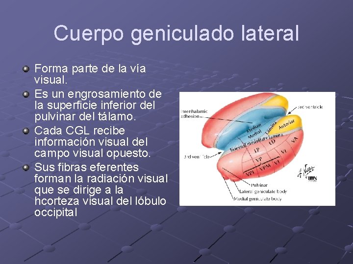 Cuerpo geniculado lateral Forma parte de la vía visual. Es un engrosamiento de la