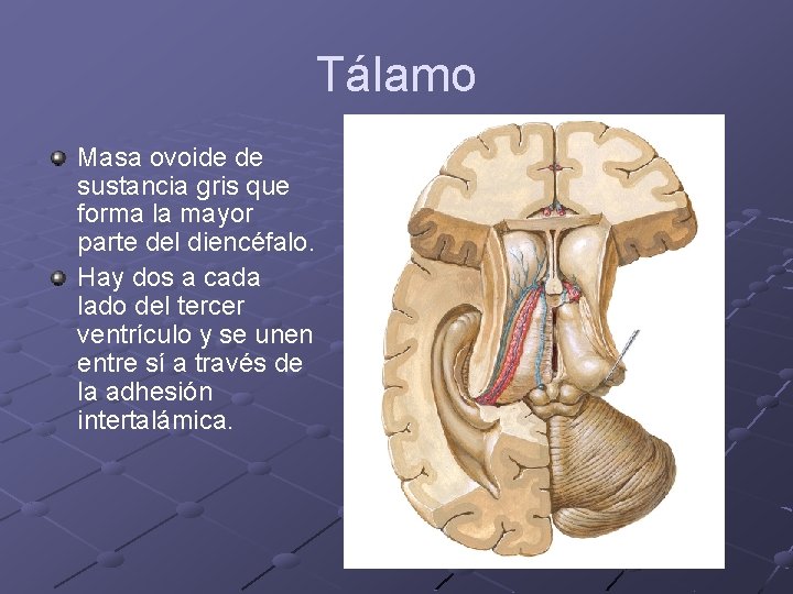 Tálamo Masa ovoide de sustancia gris que forma la mayor parte del diencéfalo. Hay