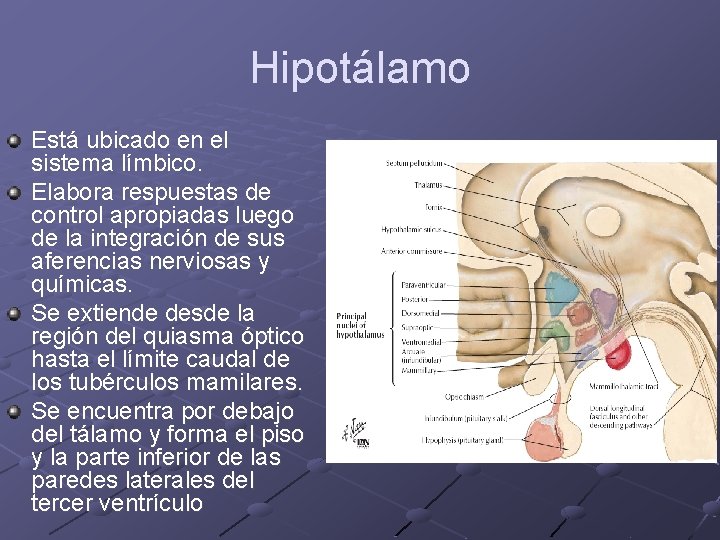 Hipotálamo Está ubicado en el sistema límbico. Elabora respuestas de control apropiadas luego de