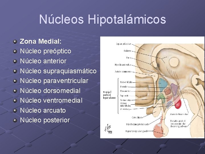 Núcleos Hipotalámicos Zona Medial: Núcleo preóptico Núcleo anterior Núcleo supraquiasmático Núcleo paraventricular Núcleo dorsomedial